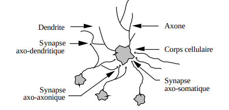 Un neurone avec son arborisation dendritique